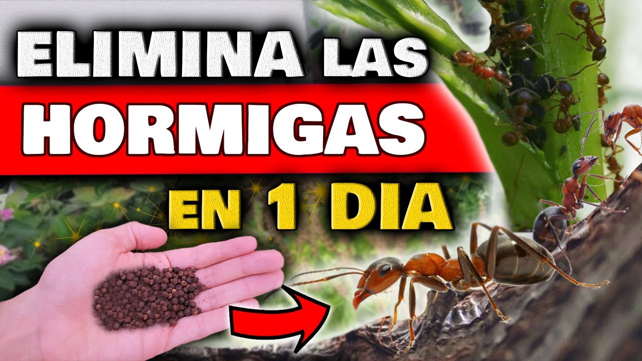 ELIMINAR HORMIGAS en las PLANTAS y DENTRO en CASA | Insecticida NATURAL para Plantas y PLAGAS