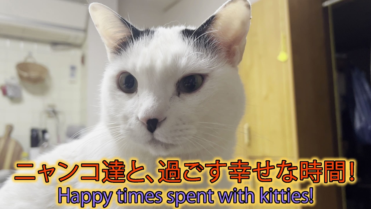 ニャンコ達と、過ごす幸せな時間！Happy times spent with kitties!