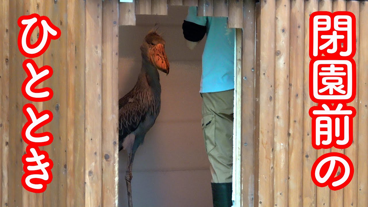 再び見られた(泣)閉園前の飼育員さんとハシビロコウふたばちゃんのふれあいのひととき!【春のふたば2025-14】Futaba, Shoebill   spring  2025-14