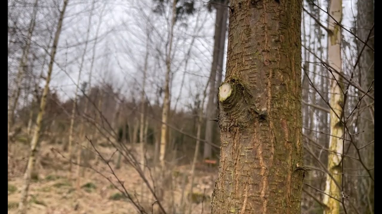 Wertastung