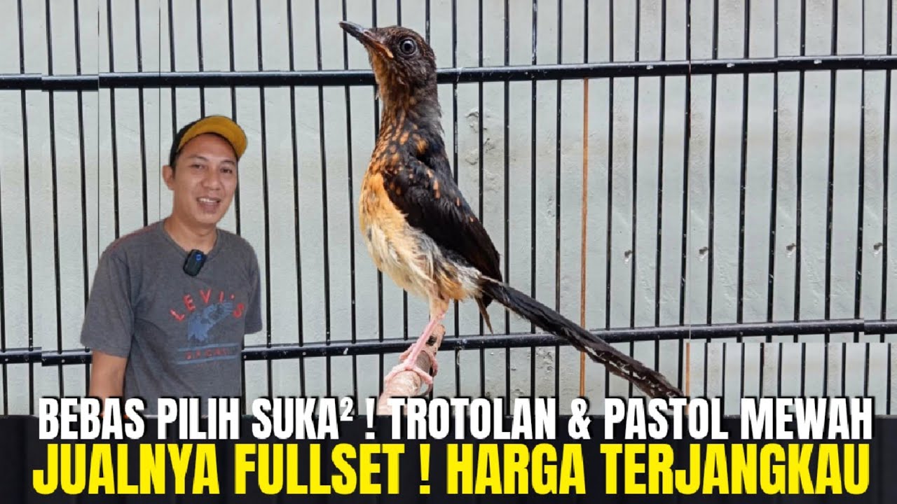 JAUH DARI PASAR ! TERNYATA INI PENJUAL MURAI TROTOL MEWAH & SEKOLAH MURAI DI TANGSEL! LEGEND BINTARO