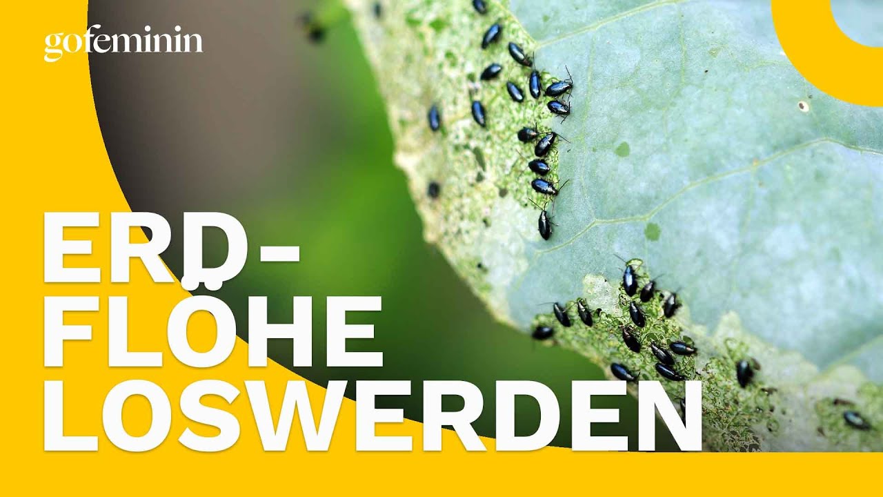 Erdfl&ouml;he loswerden: Mit diesen Hausmitteln gelingt es