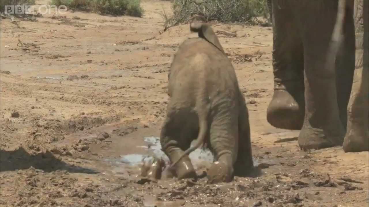 Learning to be an elephant in Samburu - Planet Earth Live - BBC