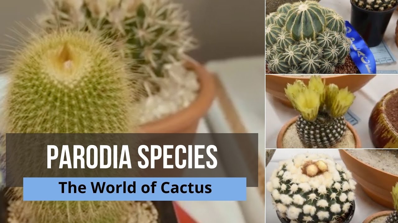 Parodia Species - Types of Cactus with Names: parodia cactus