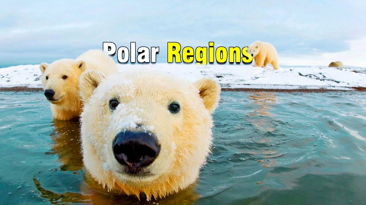 Our Planet | Life In The Polar Regions