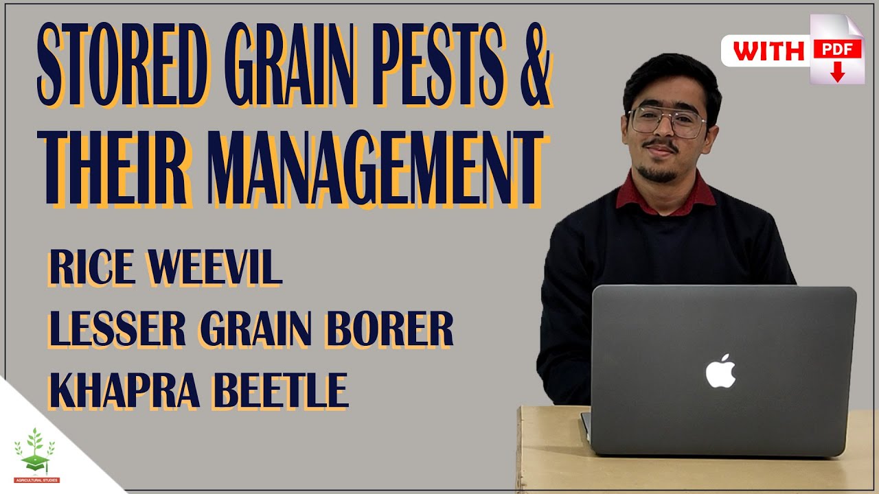 STORED GRAIN PESTS - RICE WEEVIL, LESSER GRAIN BORER, KHAPRA BEETLE  ENTO 311