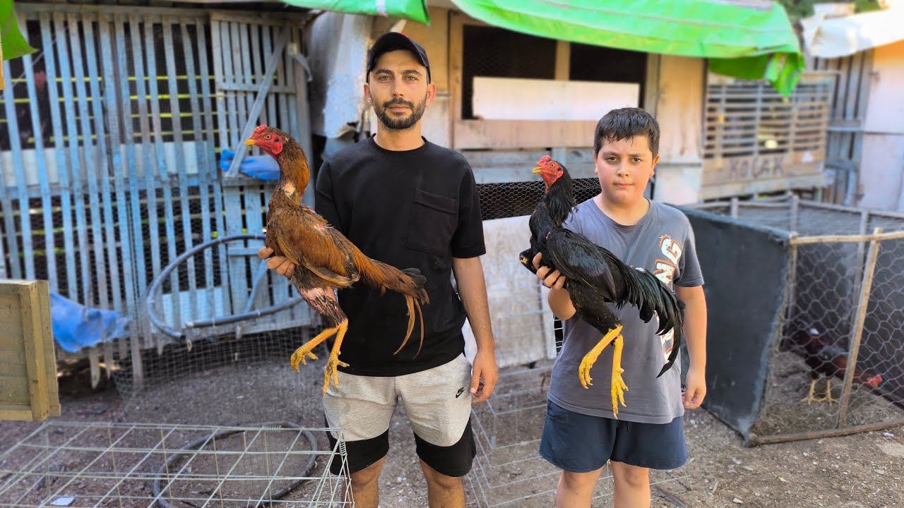 İngiltere'de Destan Yazan Horozlar