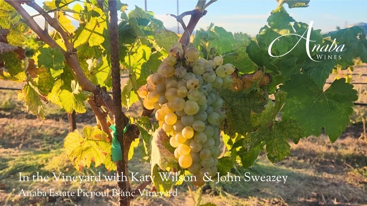In Vineyard with Katy Wilson: Anaba's Estate Picpoul Blanc