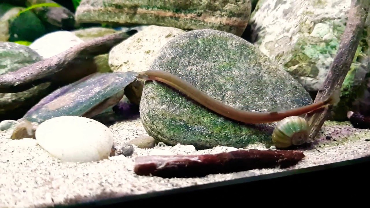 Pangio Doriae