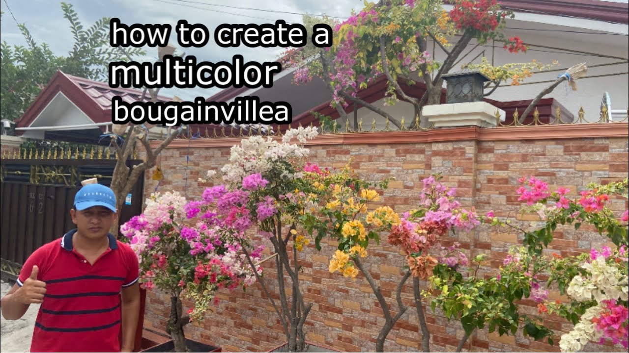 how to create a blooming multicolor  bougainvillea using easy grafting technique