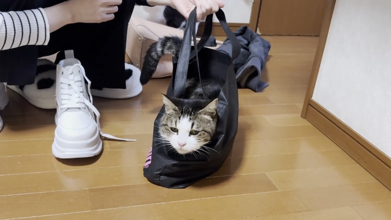 玄関開けたらダッシュでゴロン、豪快に転がる猫