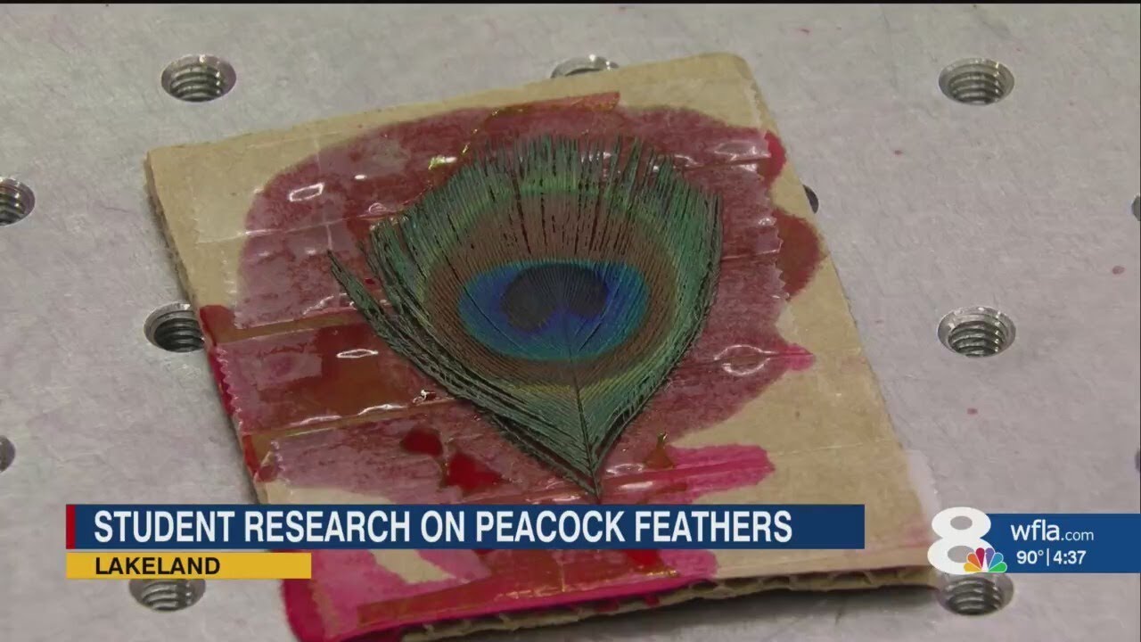 20-Year-Old Student Uses Peacock Feathers to Create Lasers: A Groundbreaking Discovery