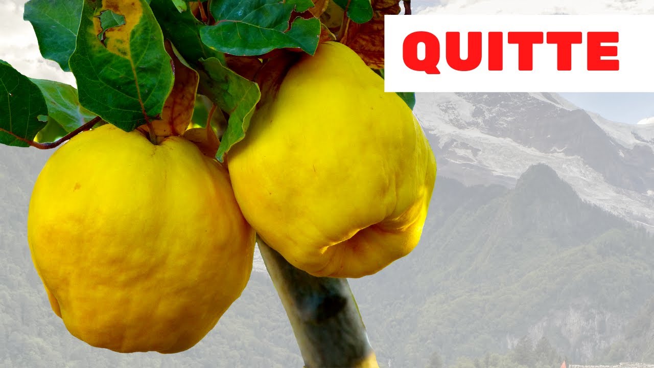 Das Essen von 1 Quitte am Tag tut dies Ihrem K&ouml;rper | Was sind die Vor- und Nachteile von Quitten?