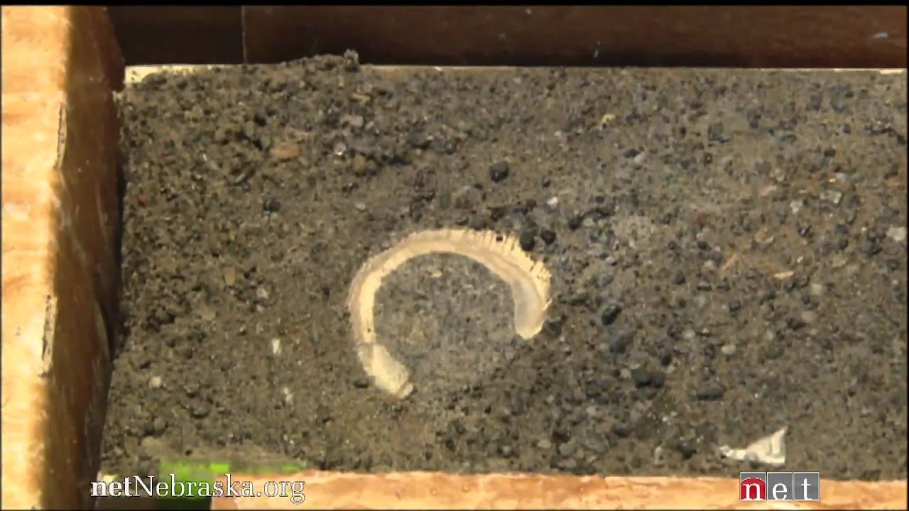 Reading Antarctica's Rock Cores - Antarctica's Climate Secrets