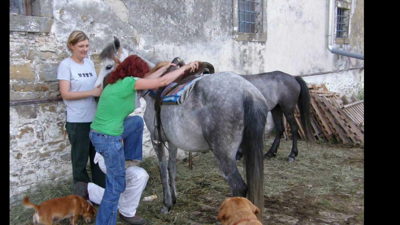 Sreča   konjčki