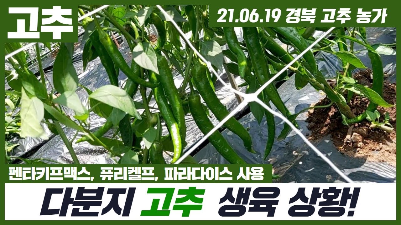 [대박농사TV 52] 고추 경북 영양군 일반 및 다분지 영상에 있는 모종을 정식하여 6월 19일  생육상태를 확인하는데 역시나 대박입니다. 고추 명장님 포장 영상으로 공유합니다.