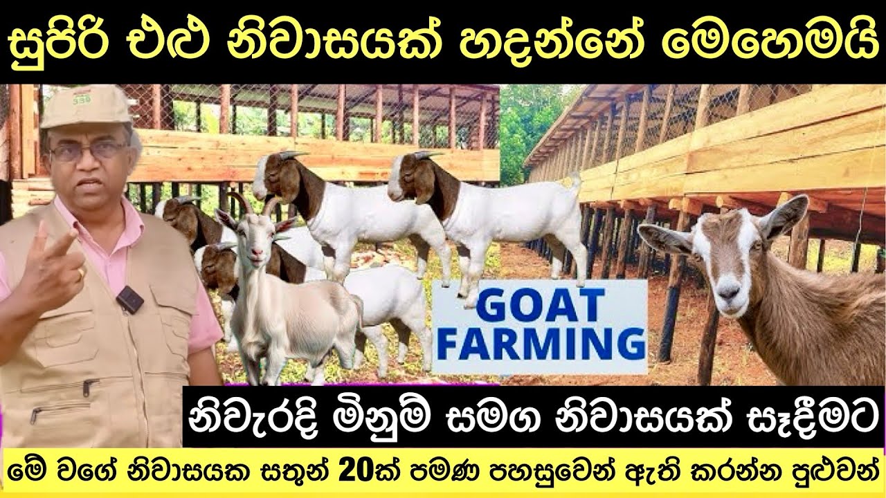 නිවැරදිව සුපිරි එළු නිවාසයක් සකසා ගන්නේ මෙහෙමයි🐐/To Make A Goat Shed🐐#livestock #goatfarmbusiness