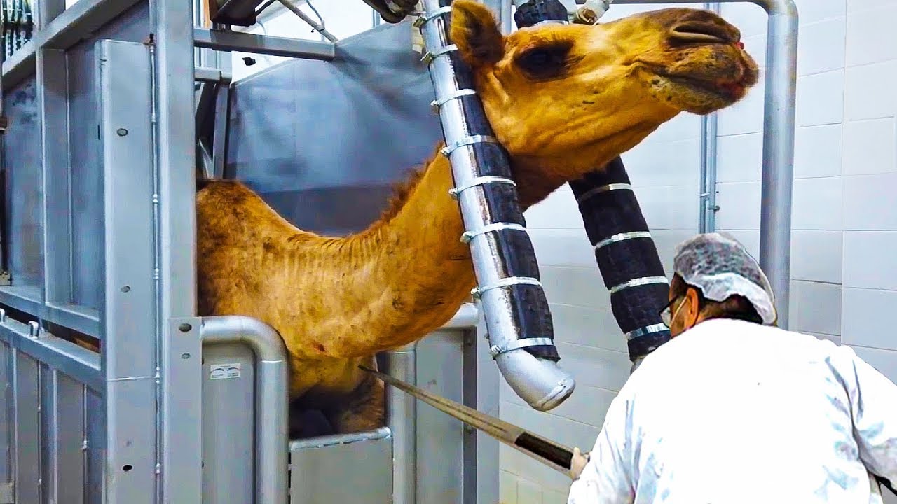 Modern Camel Meat Processing Factory 🐪   Camel Farming Technology Produces Meat and Milk 🐫