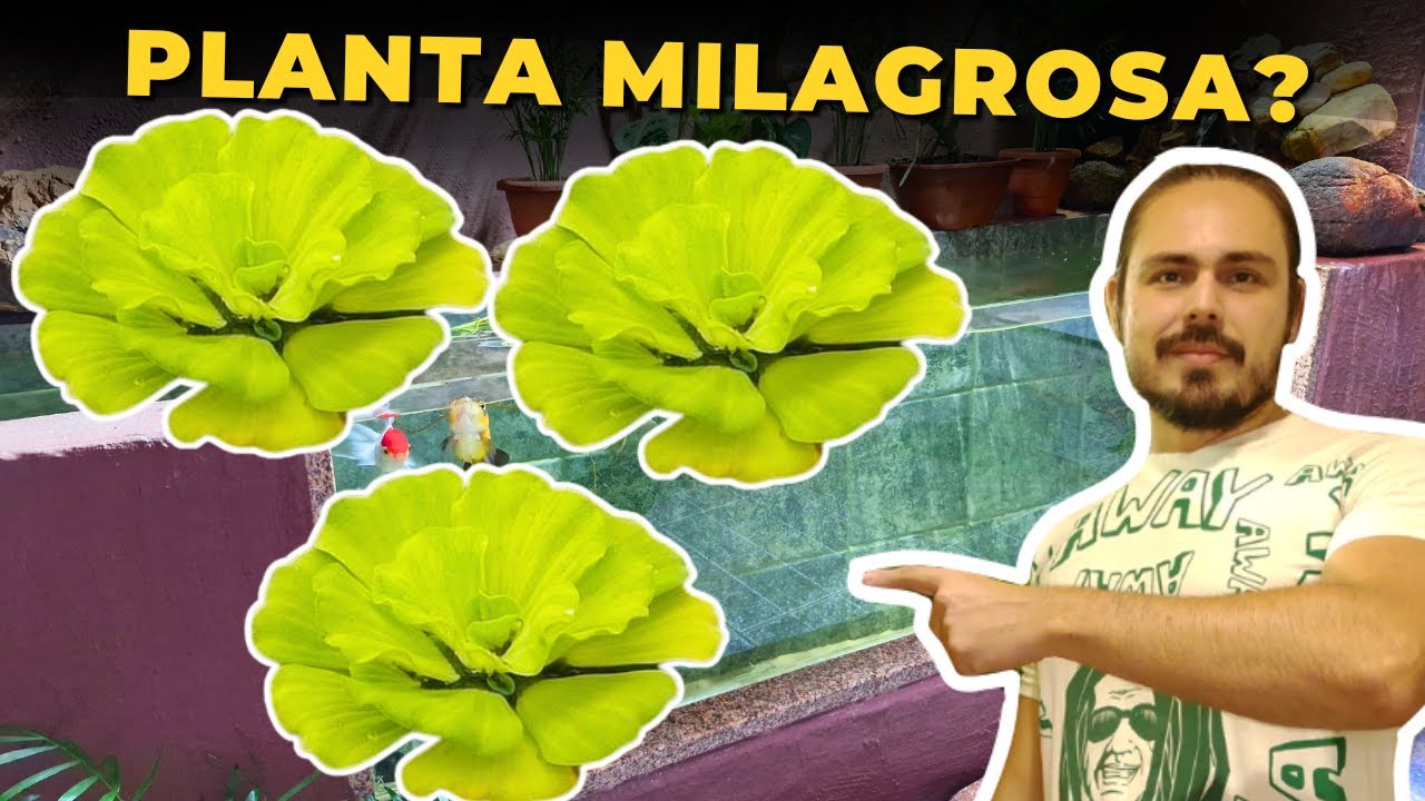 🔴ESSA PLANTA PODE PREVENIR ALGAS E AMÔNIA NO AQUÁRIO ( ALFACE D'ÁGUA ) |Mr. Betta|
