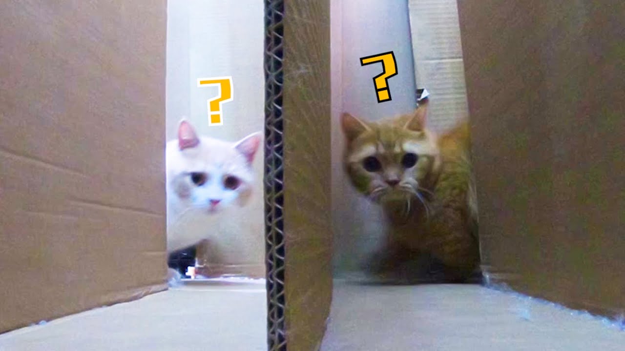 【喵来啦】猫咪如何通过超窄通道？结果撞车啦！