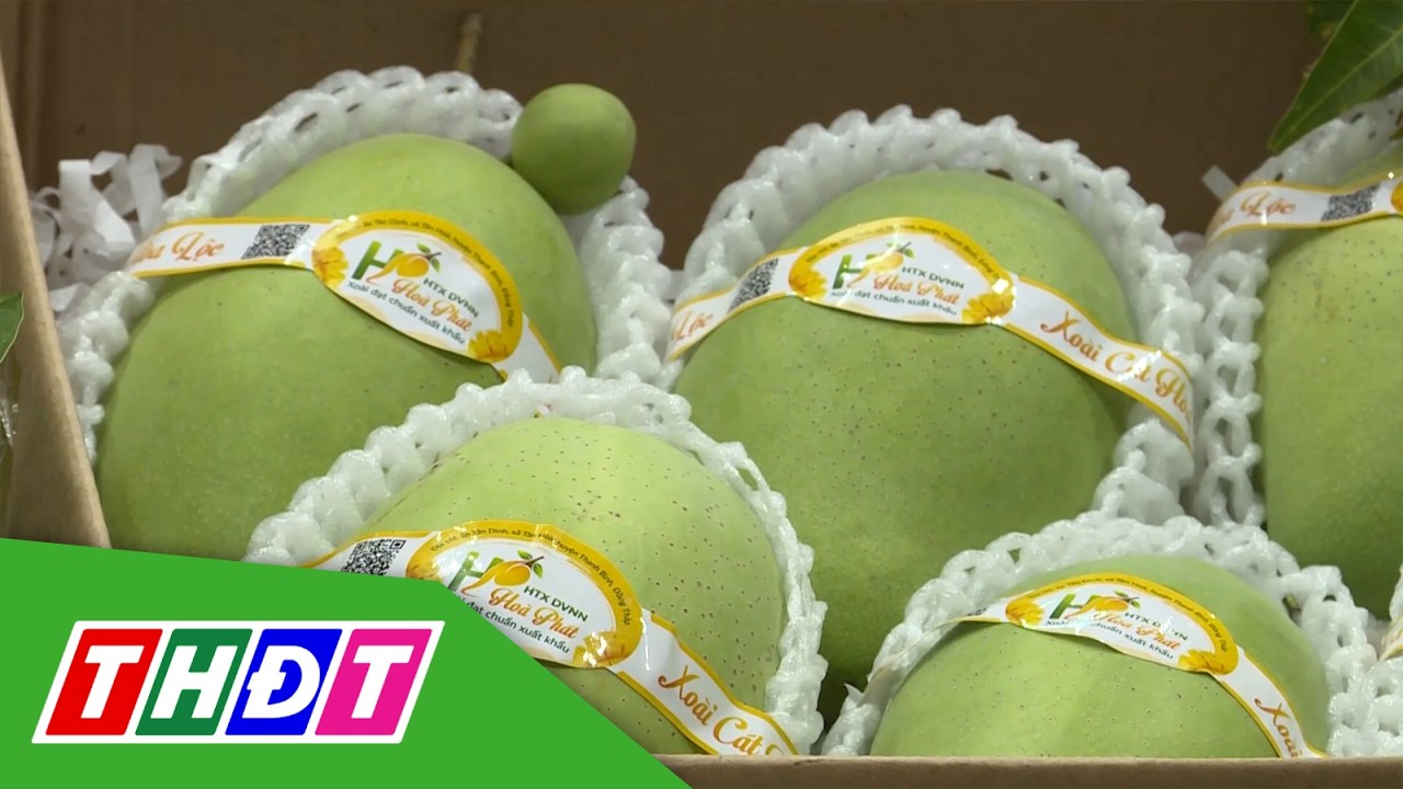 Xo&agrave;i c&aacute;t T&acirc;n Long: Xanh từ vườn, xa từ chất lượng | THDT