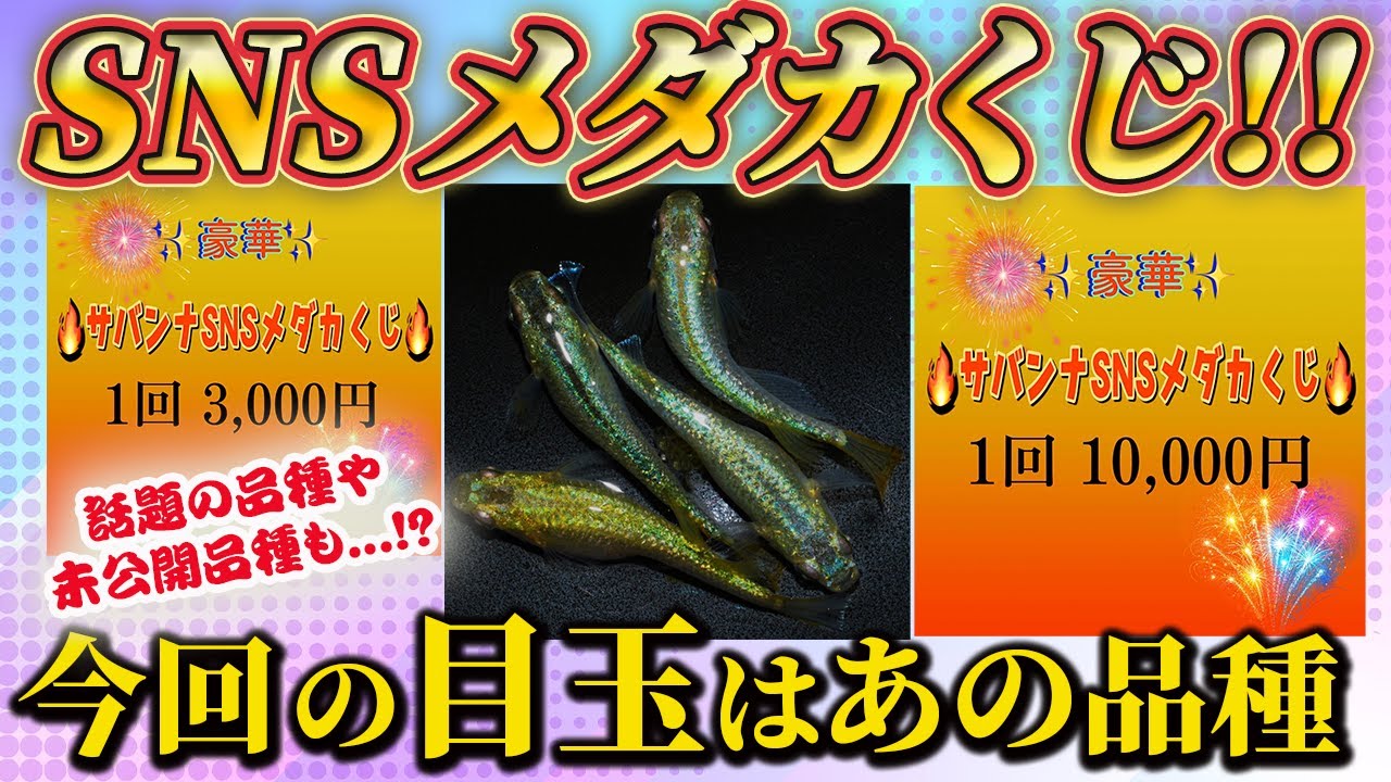 【最新作のオンパレード】SNSお楽しみ メダカくじ開催‼︎