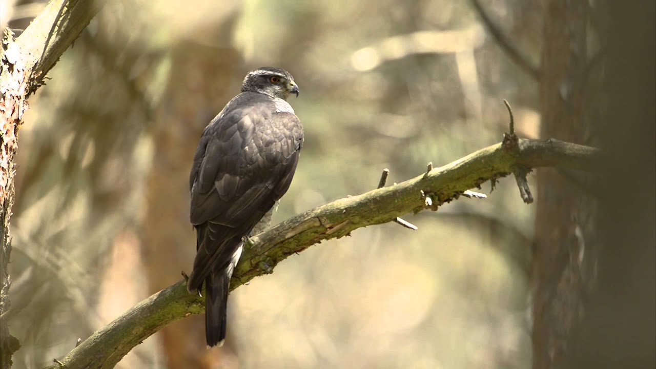 Azor común, la rapaz fantasma -- Accipiter gentilis -- Aztore arrunta -- La r