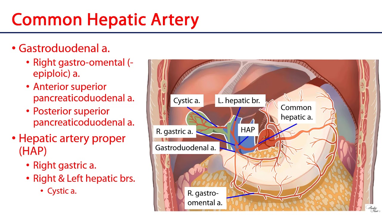 Celiac Trunk -  M1 S10 Stomach, Liver, and Spleen