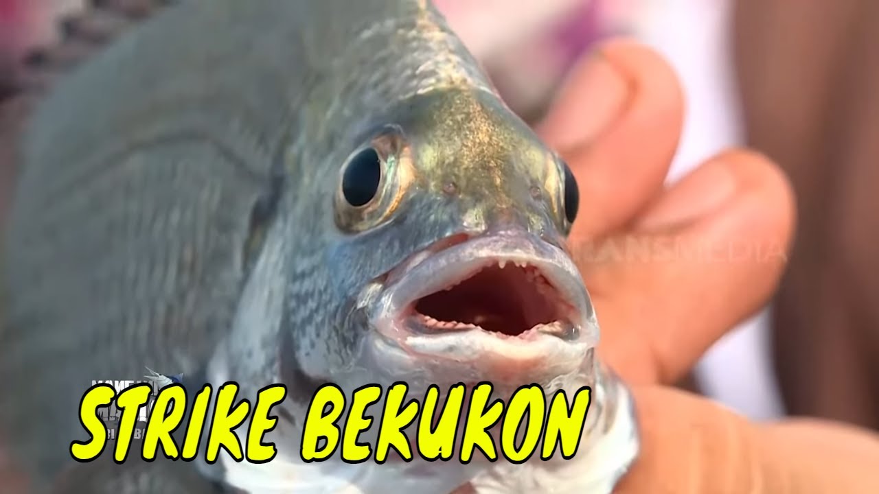 Berburu Strike Bekukon di Segara Anakan | MANCING MANIA STRIKE BACK (07/07/24) Part 1