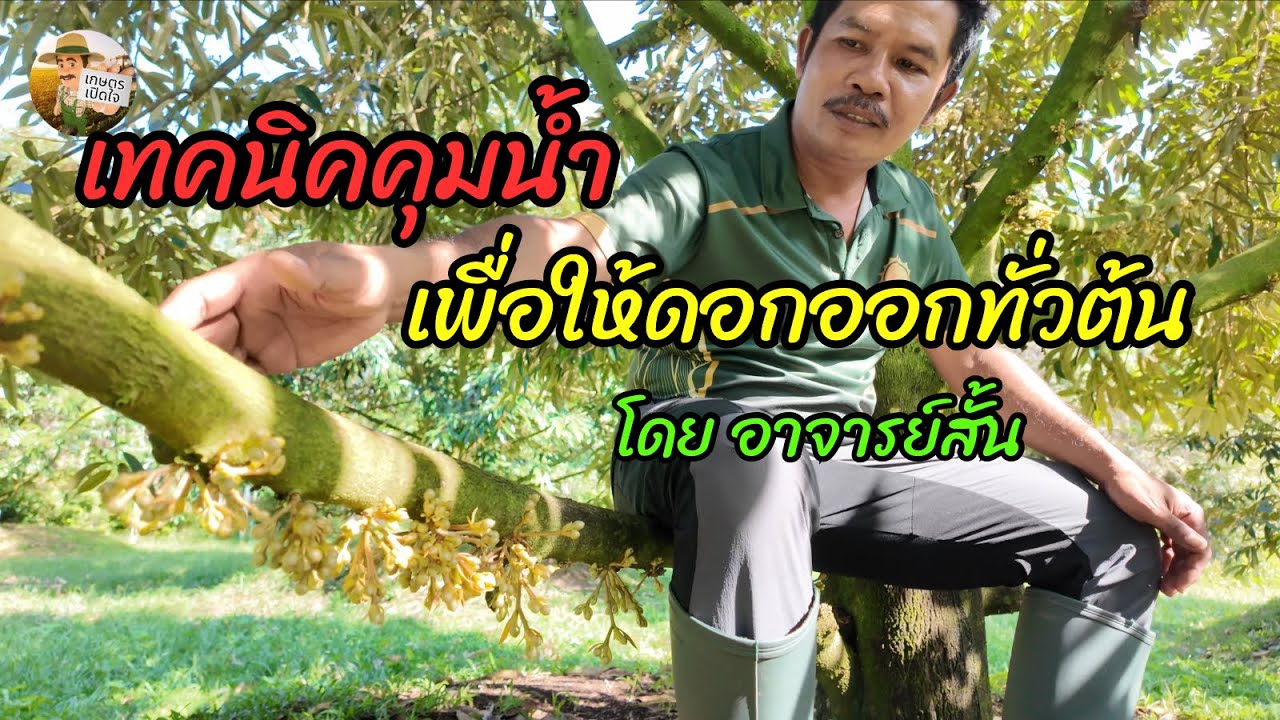 ดอกออกไม่ทั่วต้น คุมน้ำอย่างไร ให้ดอกมาครบทั่วทั้งต้น