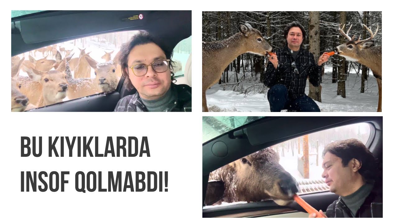 Mashinadan Tusha Ko’rmang, Bo’ri va Bizonlarga Yem Bo’lasiz!