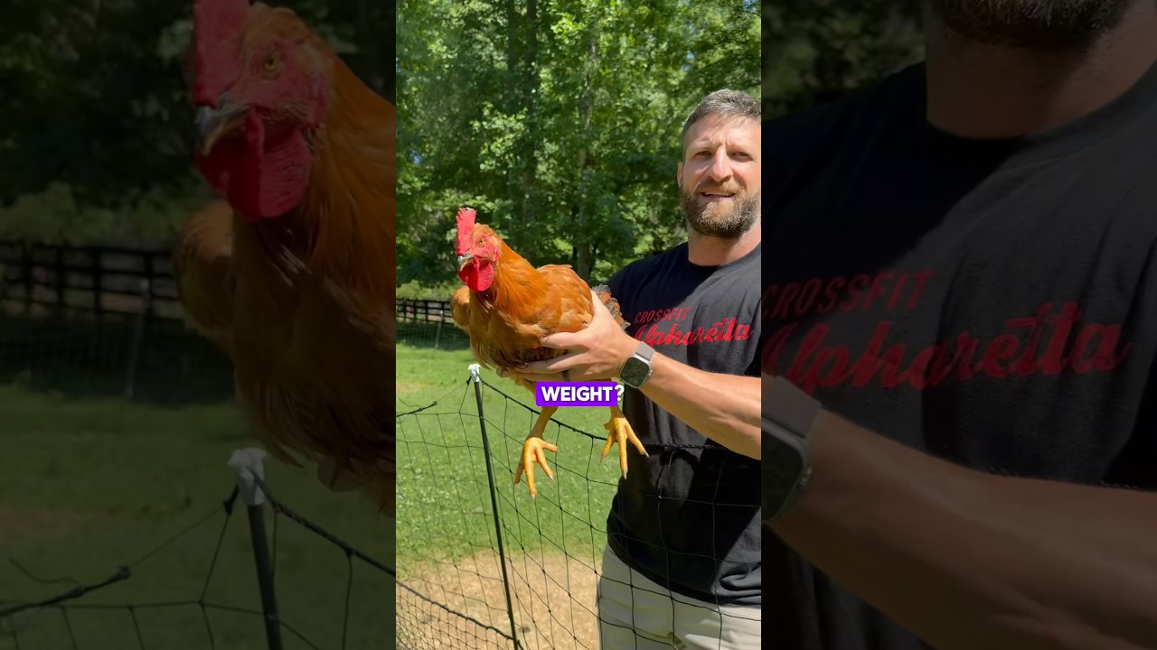 Weighing Our Meat Birds | Almost at Target Weight! #MeatBirds