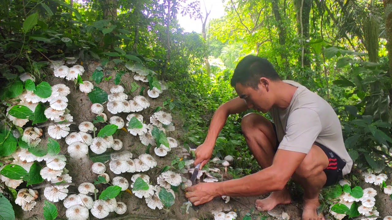 Nagaland village life harvesting lots of wild mushroom from the forest