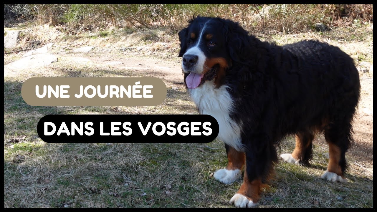 On t'emmène dans les Vosges avec mon chien bouvier bernois !