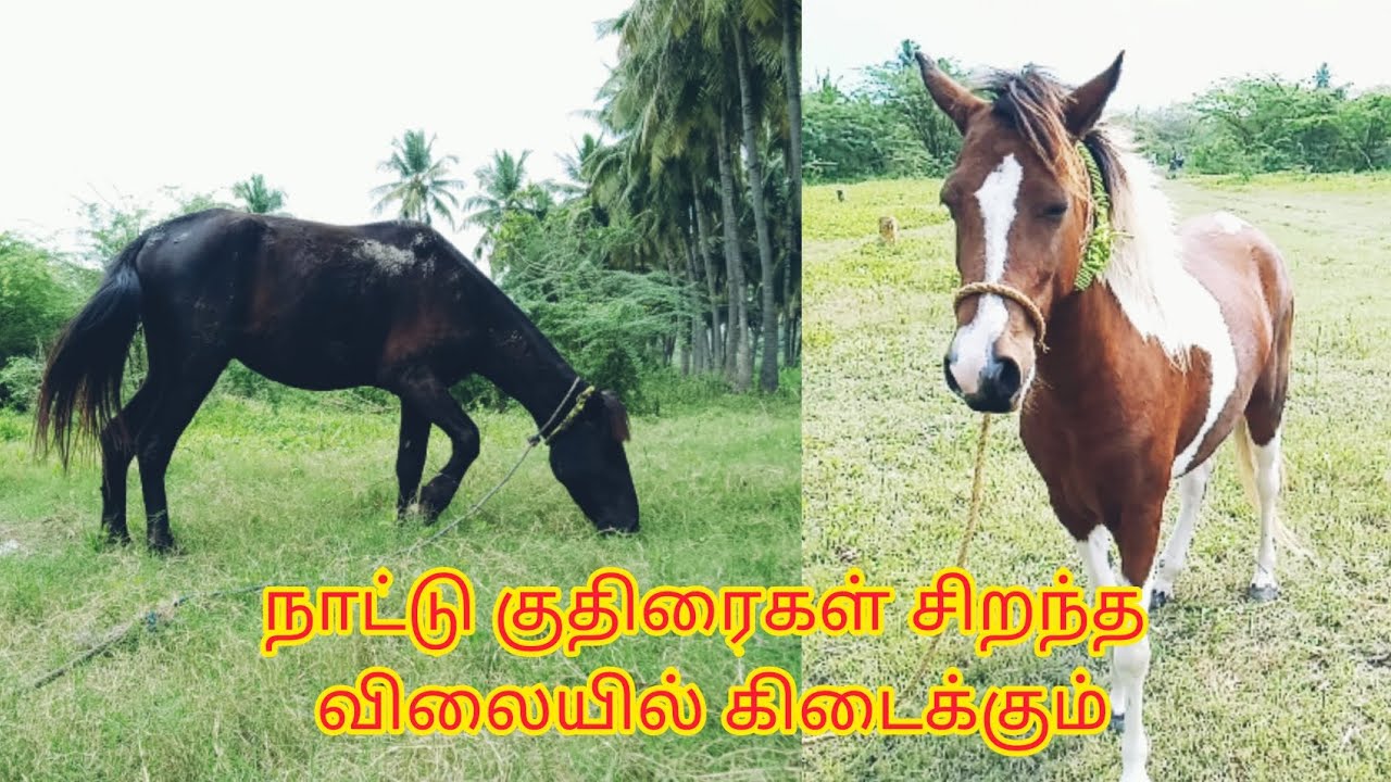 Native horses for sale in Agramcheri | அகரம்சேரியில் நாட்டு குதிரைகள் விற்பனைக்கு உள்ளன