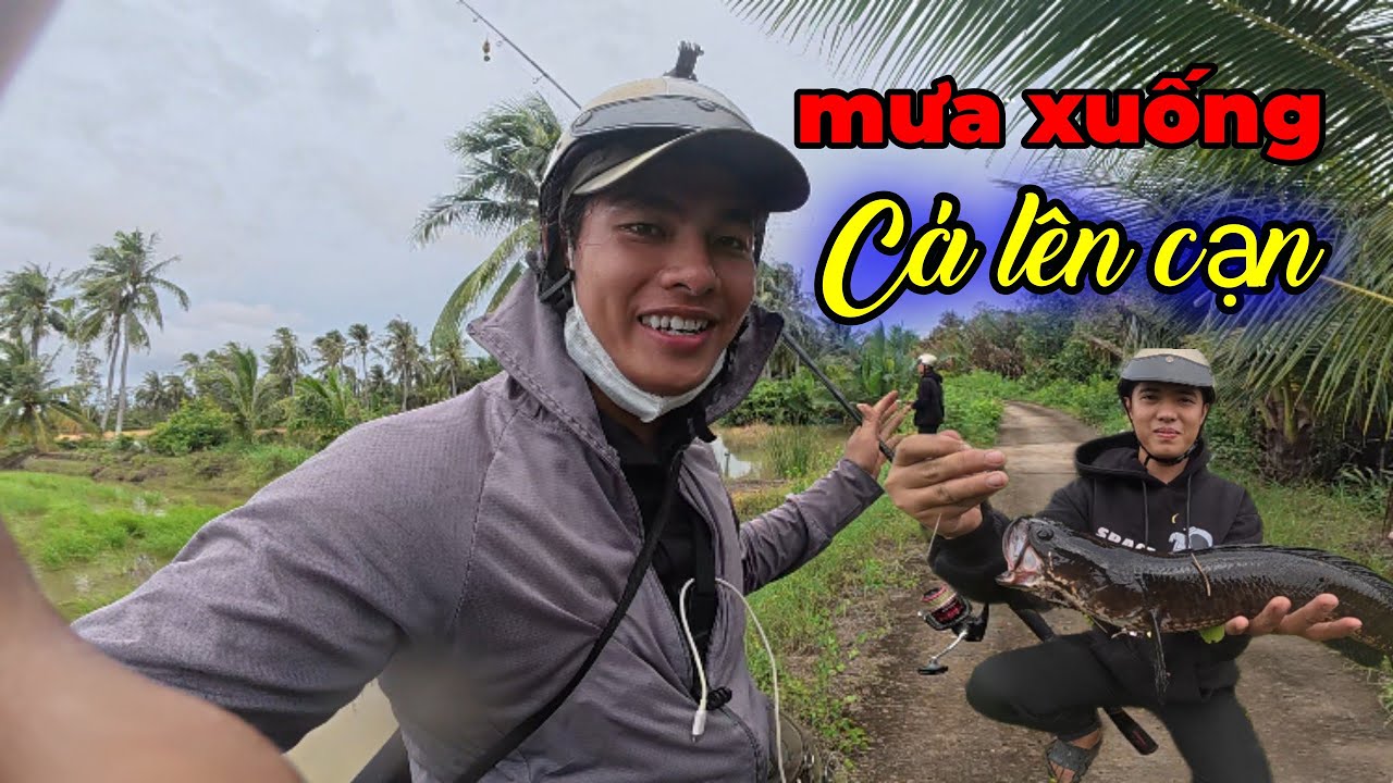 Hành trình câu cá lóc tập 12 || Trời mưa xuống cá lên cạn #quocduyfishing @Duytravinh