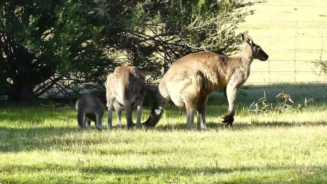 Kangaroos taking it easy Australia november 2023