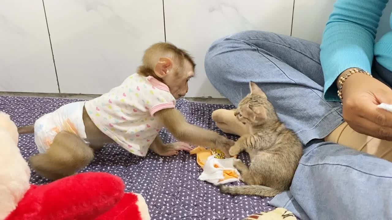 Lil DAM Very Mess Trouble Mom Wearing Diaper For BB Kitty