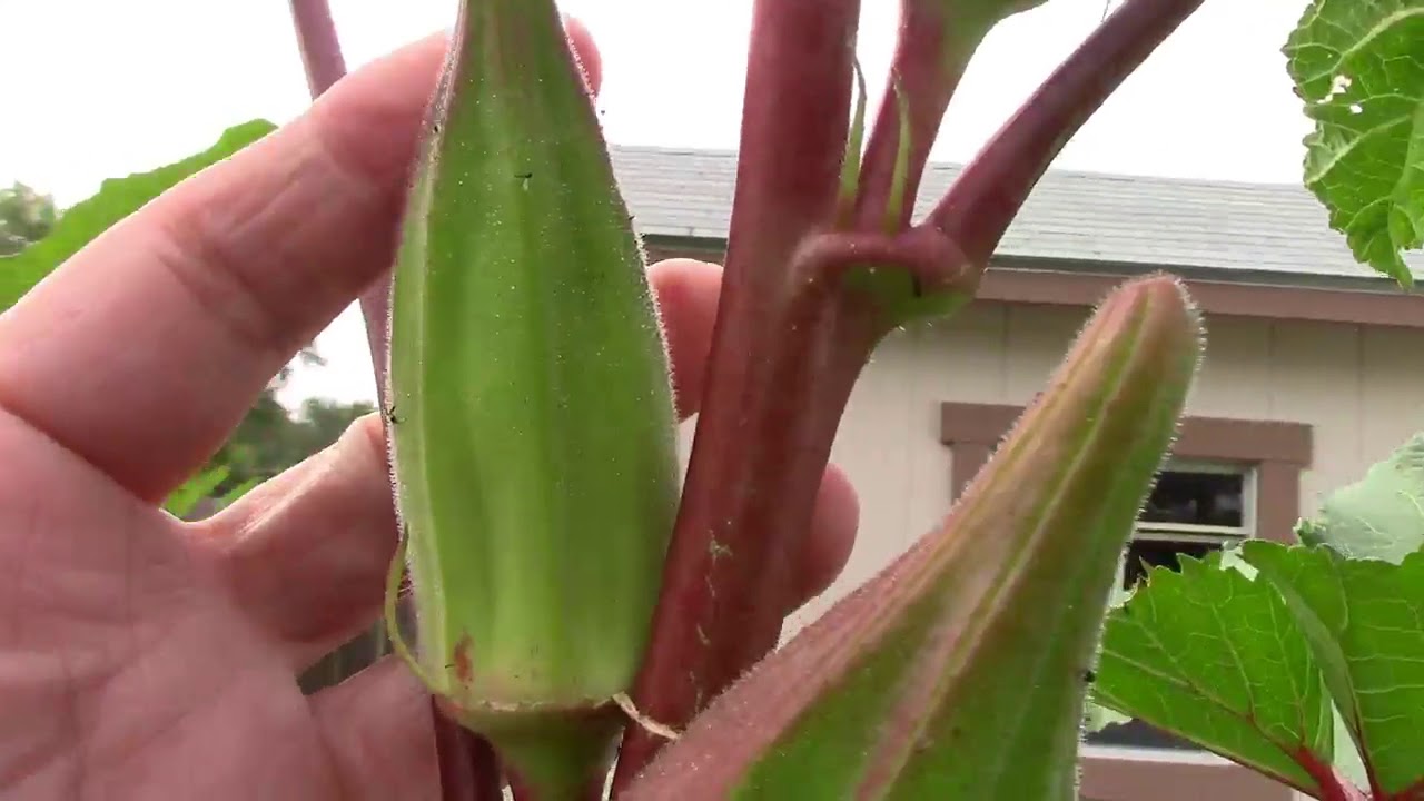 Texas Hill Country Red Okra. One over 8 Feet Tall.
