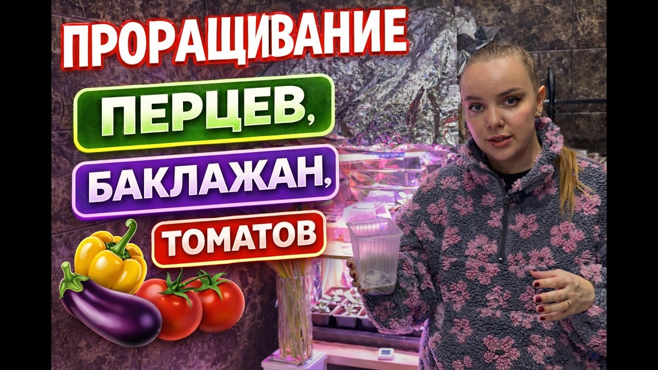ПРОРАЩИВАНИЕ СЕМЯН ПЕРЦА, БАКЛАЖАН И ТОМАТОВ. ВСЕ О ЗАМАЧИВАНИИ И ПИКИРОВКЕ