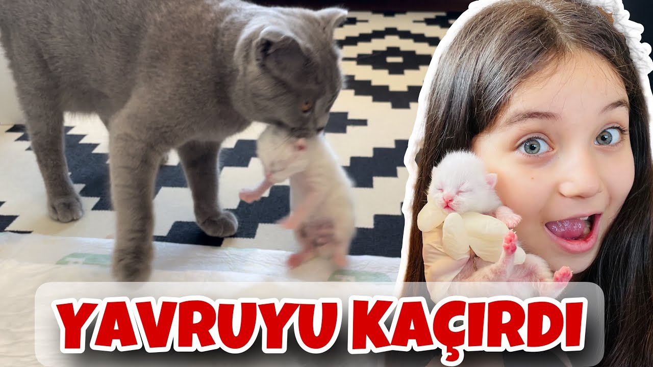 YAVRU KEDİLERİMİZE BEBEK GİBİ BAKTIK | SİS YAVRUSUNU KAÇIRDI