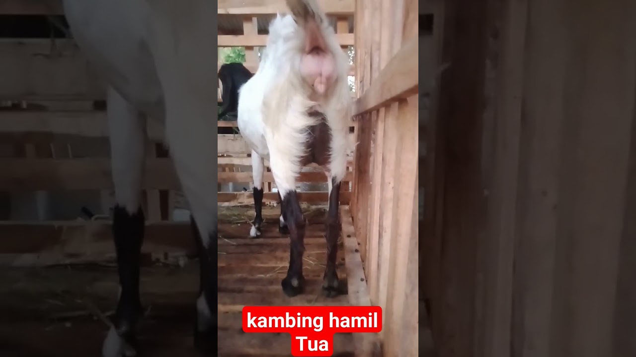 Panik gak ya⁉️Kambing Hamil Tua #pakan#kambing#hamil#shorts#shortvideo#respect