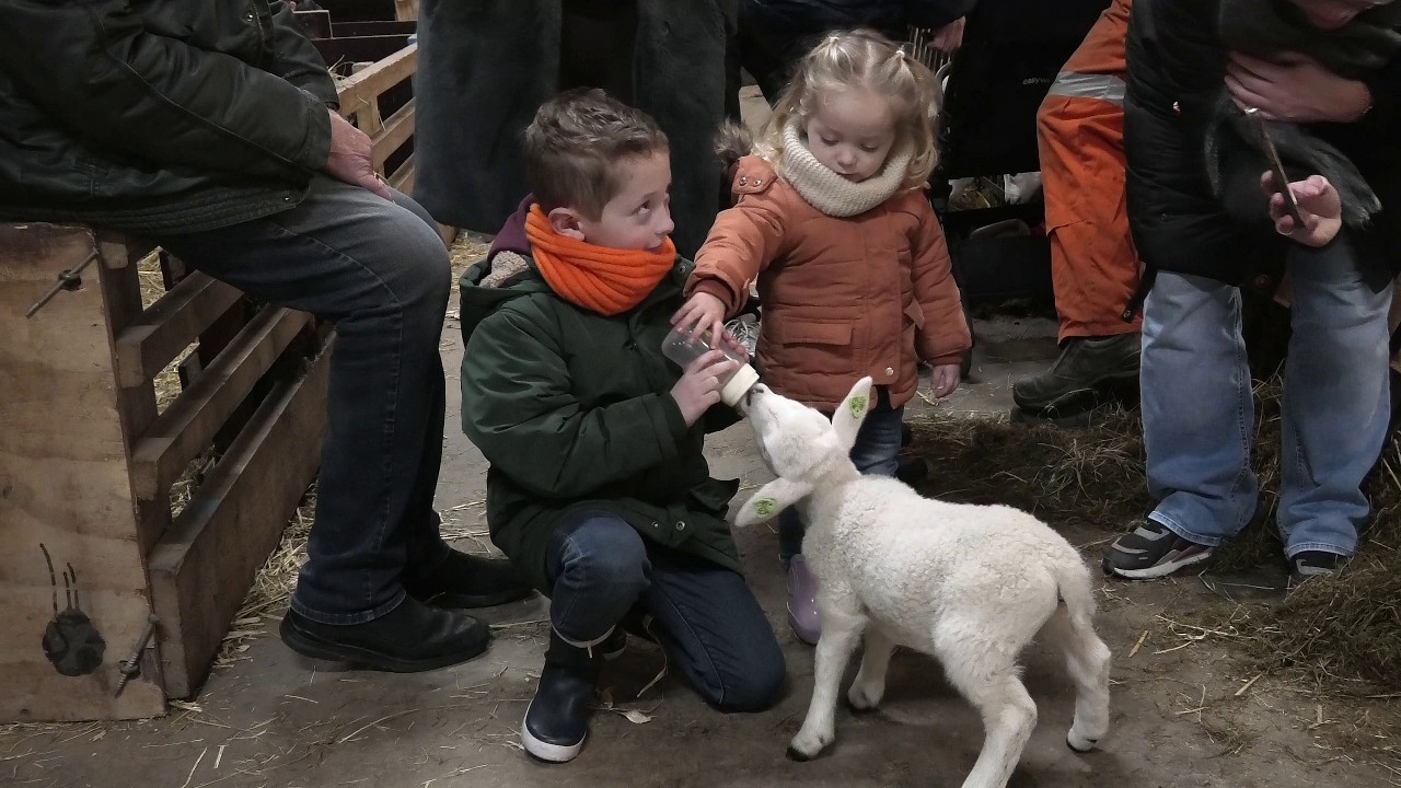 Roel neemt een kijkje - Lammetjes knuffelen op boerderij 'De Wolvenstee' / Spijkenisse 2026