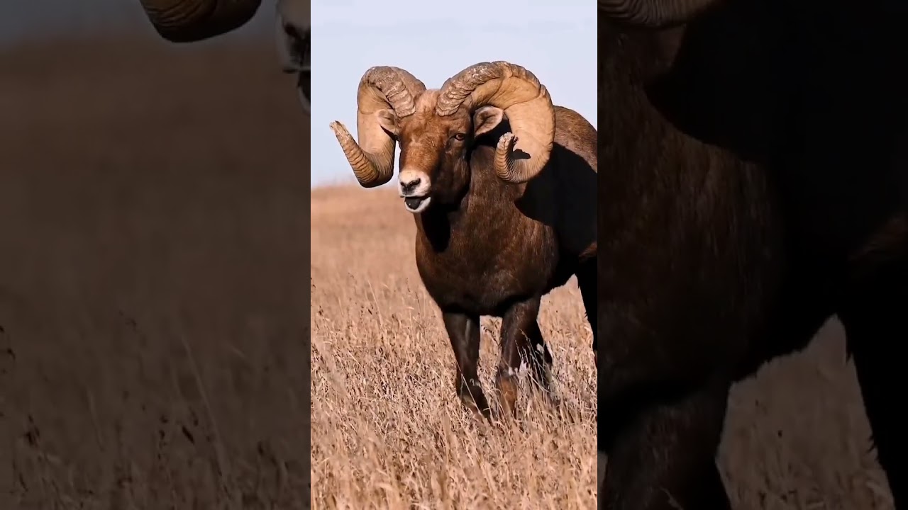 Baran