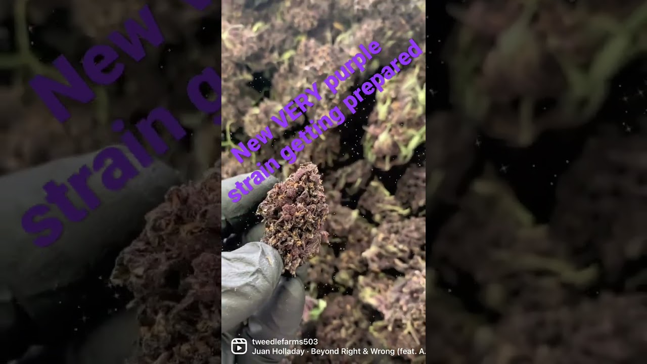 New VERY purple strain being prepared. Coming soon to tweedlefarms.com