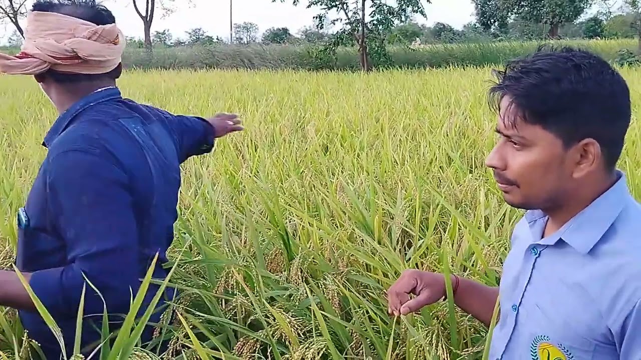 G-20 variety farmer feedback