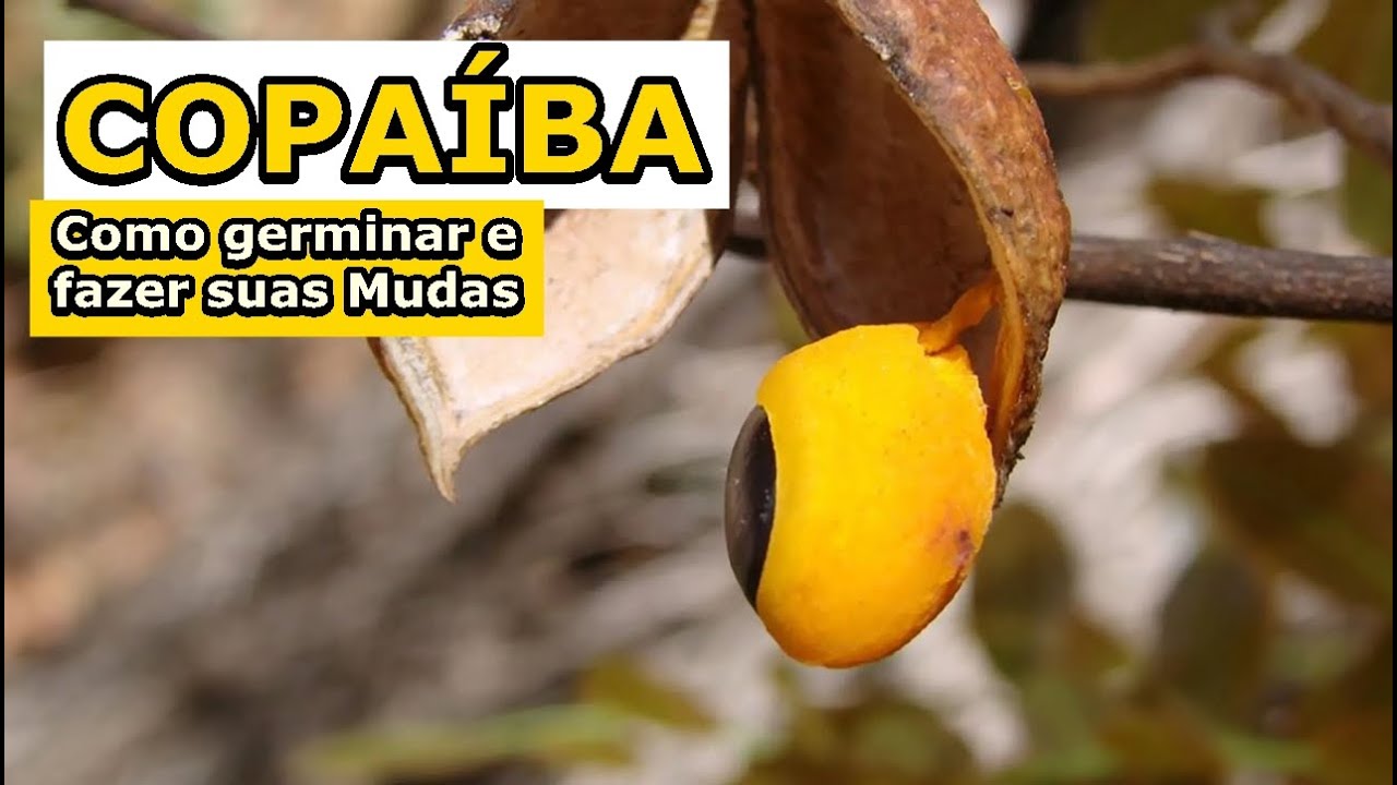 Como Plantar e Fazer Mudas de Copaíba | Germinando suas sementes de forma simples e fácil !!!