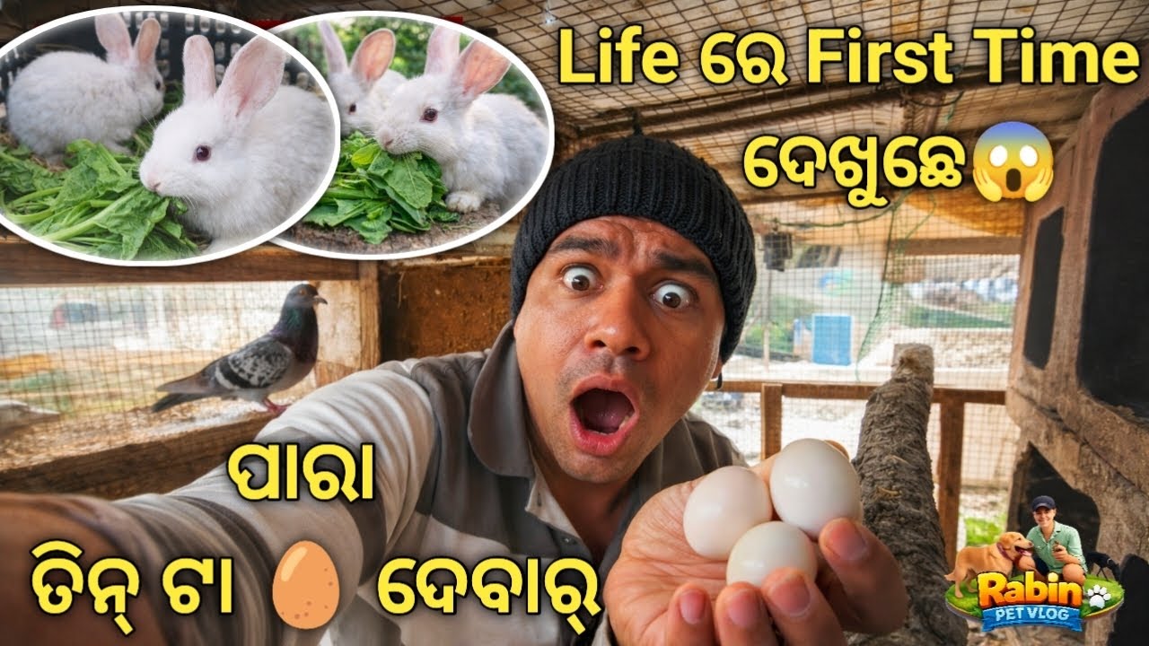 OMG ପାରା ଦେଲା ତିନ୍ ଟା ଅଣ୍ଡା 🥚| Green Food Test for Rabbit 🥬| Kabutar ne diya 3 Eggs 😱 | Rabinpetvlog