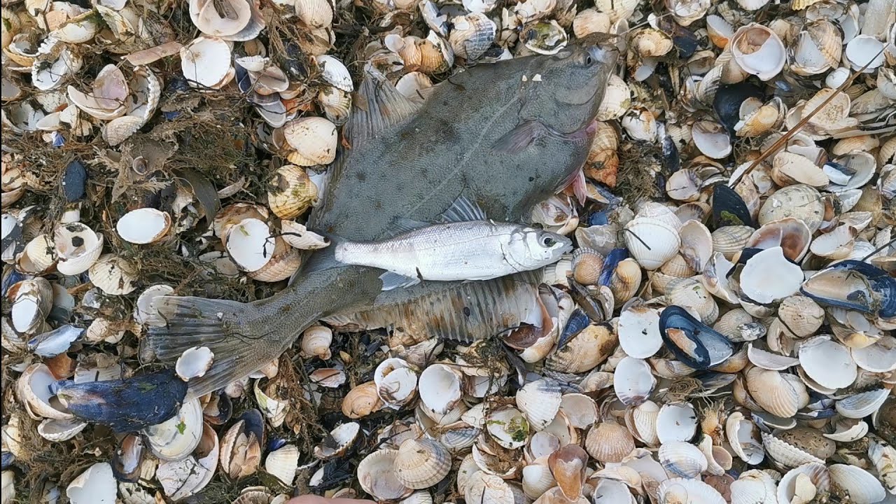 Sea fishing for bass and flounder with - fresh dug rag worm and big common lug worm