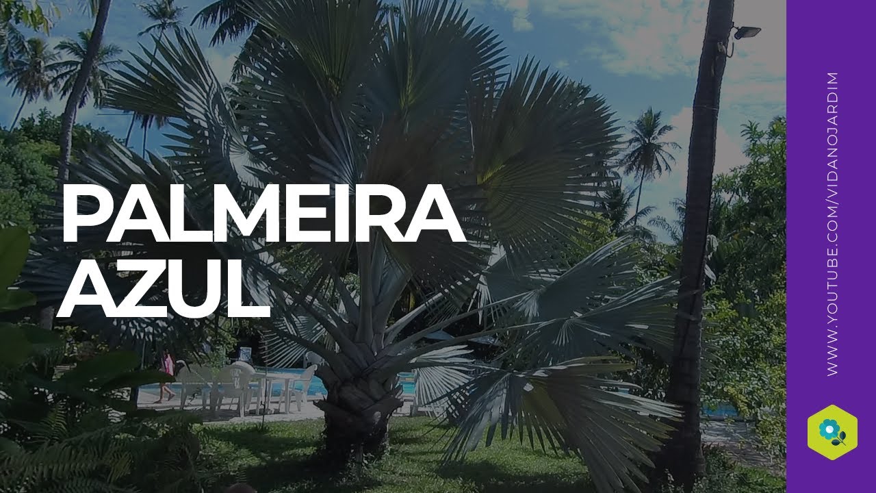 SAIBA MAIS SOBRE A PALMEIRA AZUL (Bismarckia nobilis)